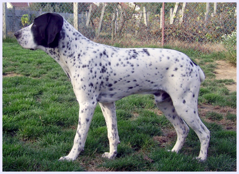 CH. Diamant De la saligue aux becasses