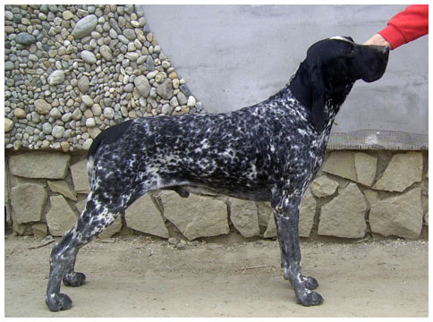 CH. Graphite du Paradis des Edelweiss