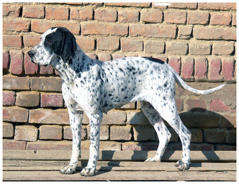 CH. Khyannes Étoile du soir