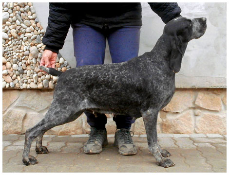 Khyannes Groseille noire 'odette'