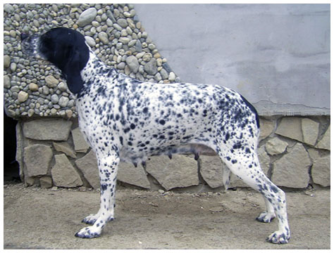 CH. Jacqueline piaf dama krkonose