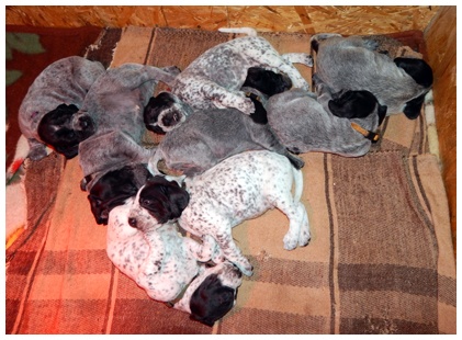 Khyannes - Braque d'Auvergne - Portée née le 27/12/2013